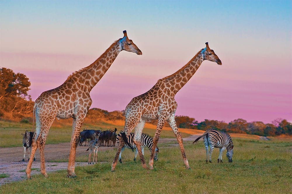 Arathusa Game Drives ()