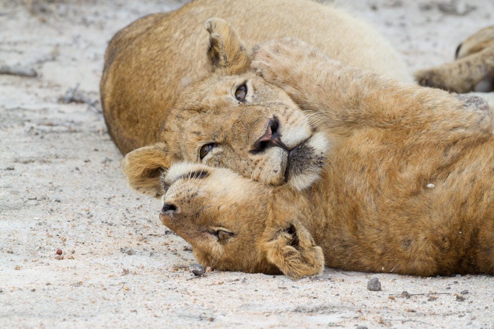 Arathusa Game Drives ()