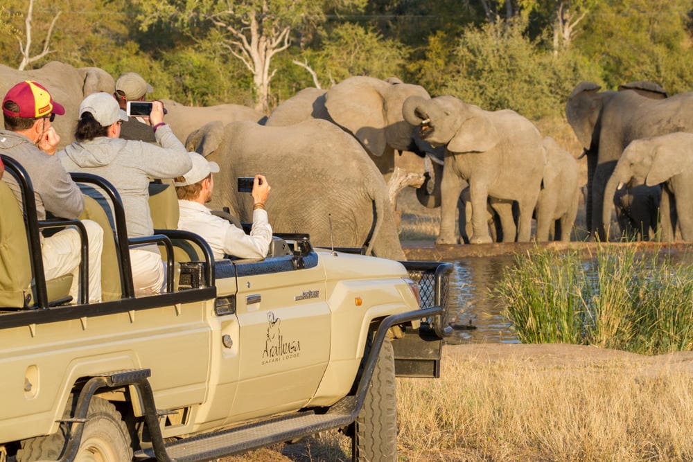 Arathusa Game Drives ()