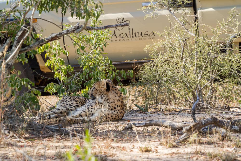 Arathusa Game Drives ()