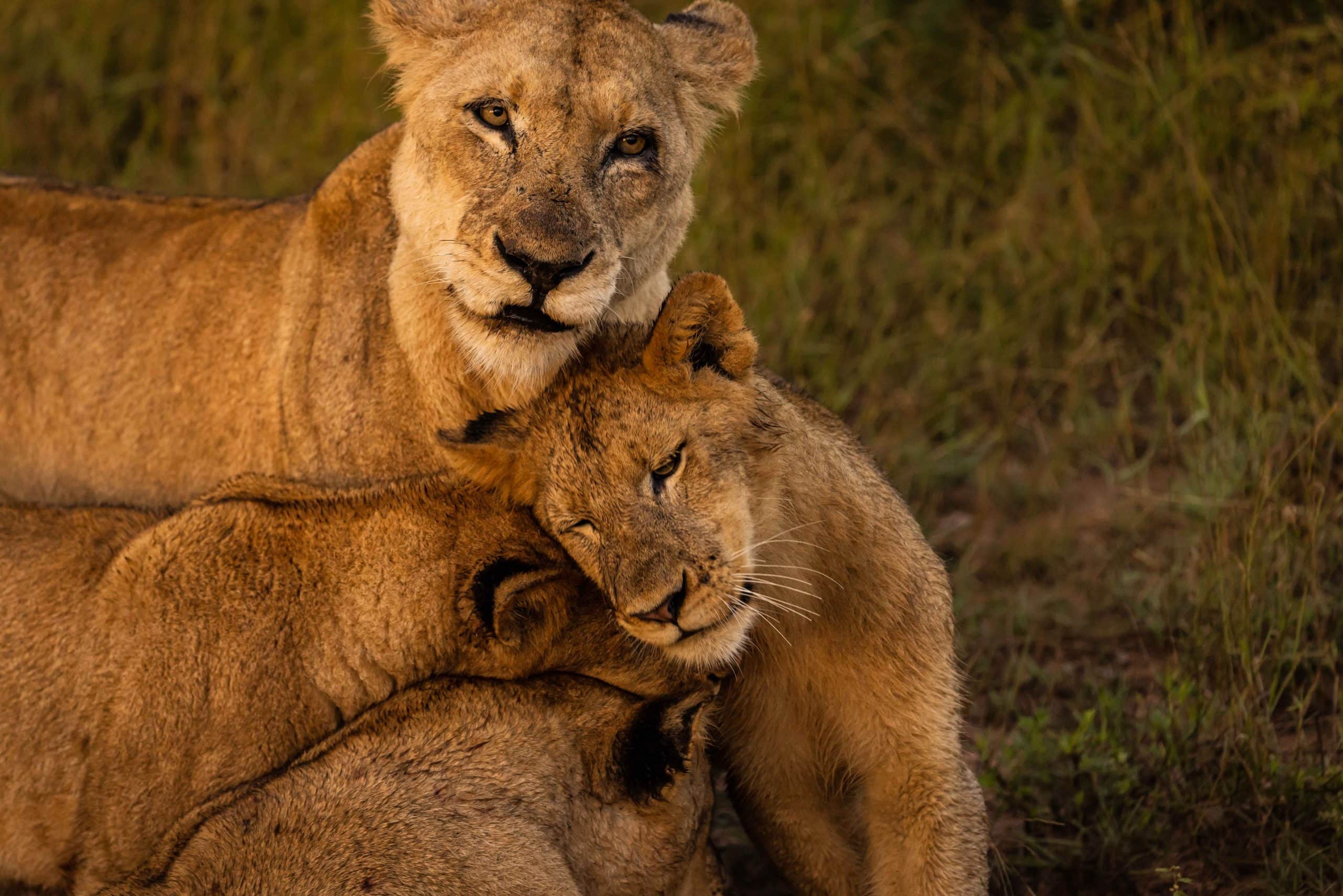 Ulusaba New Images ()