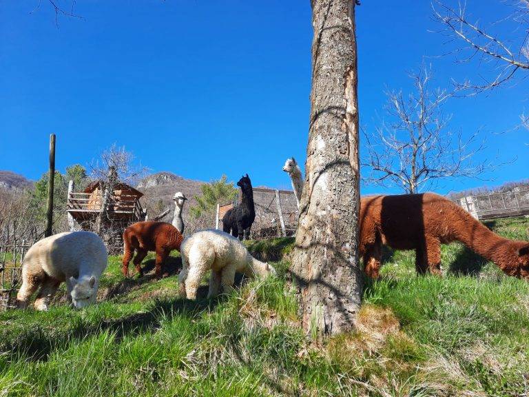 Alpaca all'Agriturismo Scuderia della Valle in Valle Imagna