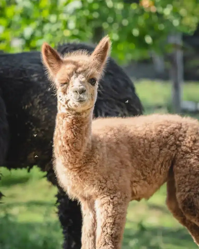 Passeggiate con alpaca nella Valle Imagna