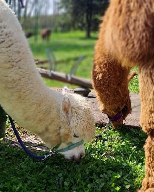 alpaca_che_brucano_scuderiadellavalle