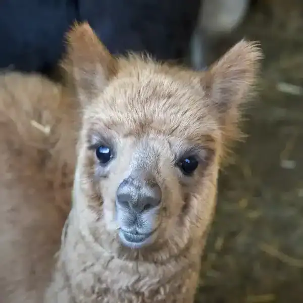 cuccioli di alpaca