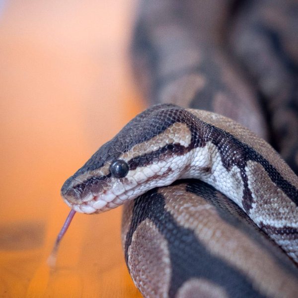 serpente_scuderiadellavalle