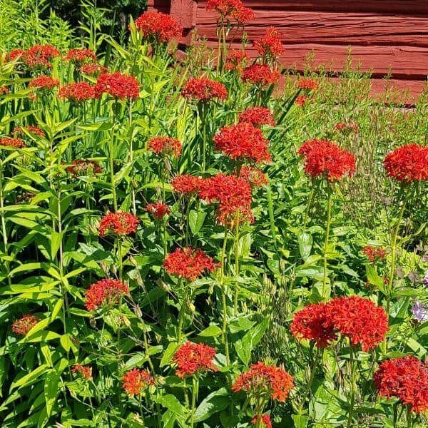 Palavarakkaus – Perinteiset perennat. Kukkasiemenet pölyttäjät perennojen siemenet monivuotisia mummonmökin kukkia.