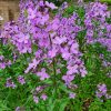 Illakko – Hesperis matronalis – Nattviol