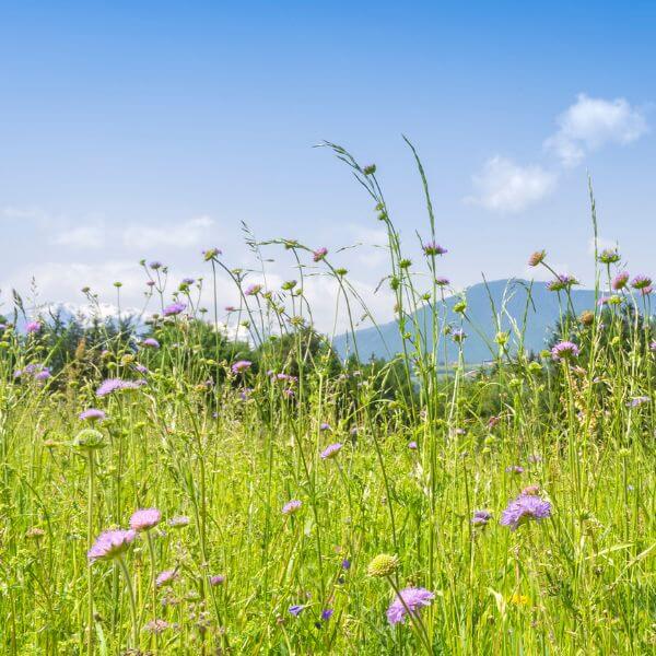 Suojaheinät kukkaniitylle – Kukkaniityn suojaheinäksi sopivia lajikkeita. Suojaa monivuotiselle kukkaniittylle.