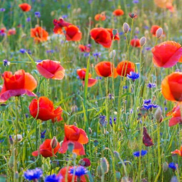 Unikkoniitty ja kesäkukat – Punaiset unikot ja siniset ruiskaunokit kuvassa. Pörriäiset perhoset luonnonkukat.