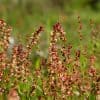 Ahosuolaheinä – Rumex acetosella – Bergsyra