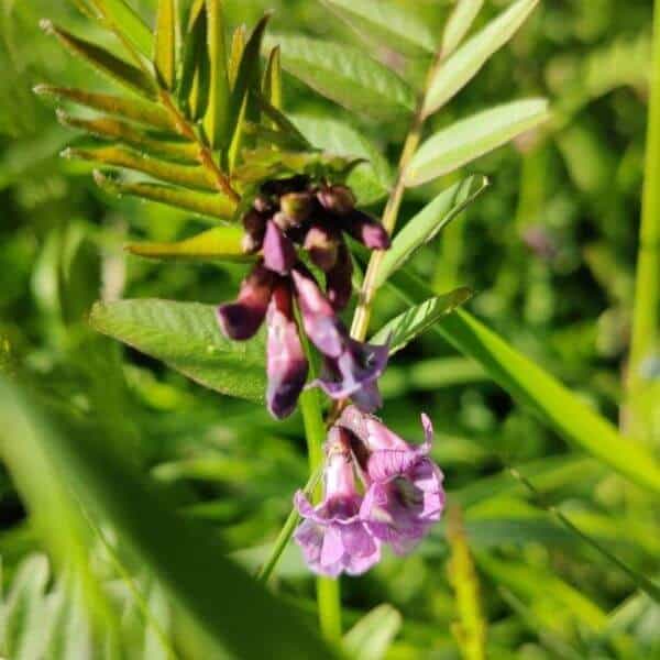 Aitovirna – Vicia sepium – Häckvicker