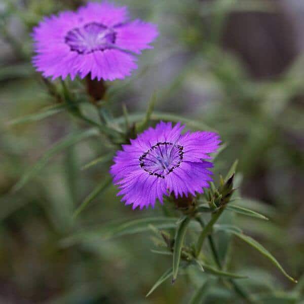 Amurinneilikka – Dianthus amurensis – Amurnejlika