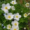 Arovuokko – Anemone sylvestris – Tovsippa