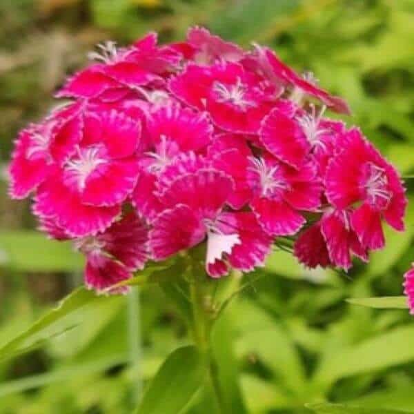 Harjaneilikka – Dianthus barbatus – Borstnejlika
