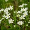 Heinätähtimö – Stellaria graminea – Grässtjärnblomma