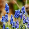 Helmililja – Muscari armeniacum – Armenisk pärlhyacint