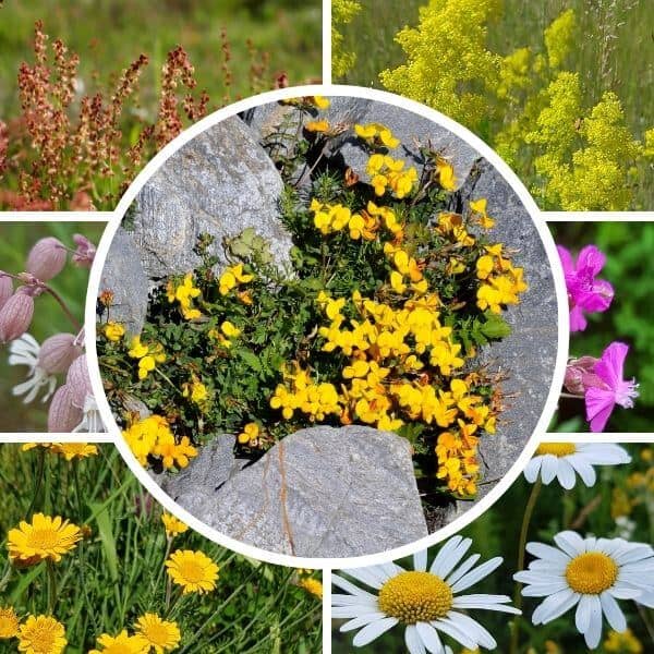 Hiekkaharju siemenseos – värikkäitä luonnonkukkia, erityisesti kuiviin, paahteisiin ja karuihin kasvupaikkoihin.