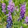 Hiirenvirna – Vicia cracca – Kråkvicker