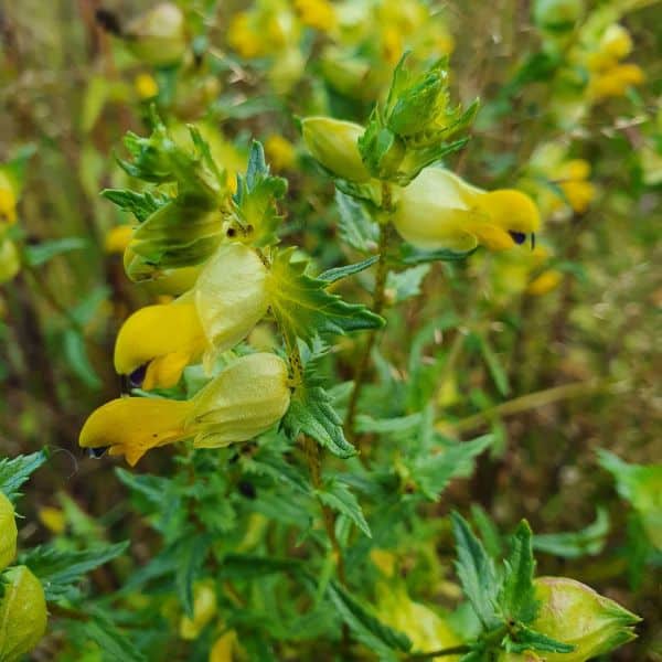 Isolaukku – Rhinanthus angustifolius – Höskallra