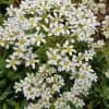 Isorikko – Saxifraga hostii – Pyramidbräcka