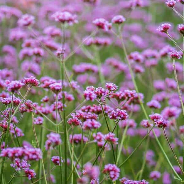 Jättiverbena – Verbena bonariensis – Jätteverbena