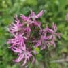 Käenkukka – Lychnis flos-cuculi – Gökblomster