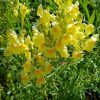 Kannusruoho – Linaria vulgaris – Gulsporre