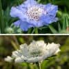 Kaukasiantörmäkukka – Scabiosa caucasica – Höstvädd