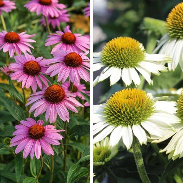 Kaunopunahattu – Echinacea purpurea – Röd rudbeckia