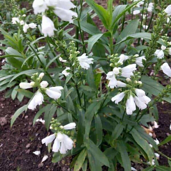 Kellopeippi – Physostegia virginiana – Drakmynta