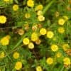 Kelta-apila – Trifolium aureum – Gullklöver