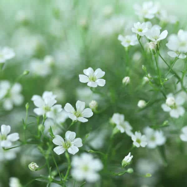Kesäharso – Gypsophila elegans – Sommarslöja