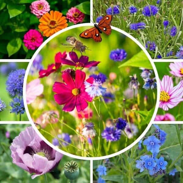 Yksivuotinen kesäkukkaseos perhosille ja pörriäisille – värikkäitä yksivuotisia kesäkukkia.