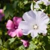 Kesämalvikki – Lavatera trimestris – Sommarmalva