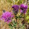 Ketokaunokki – Centaurea scabiosa – Väddklint