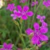 Ketoneilikka – Dianthus deltoides – Backnejlika