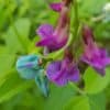 Kevätlinnunherne – Lathyrus vernus – Vårärt