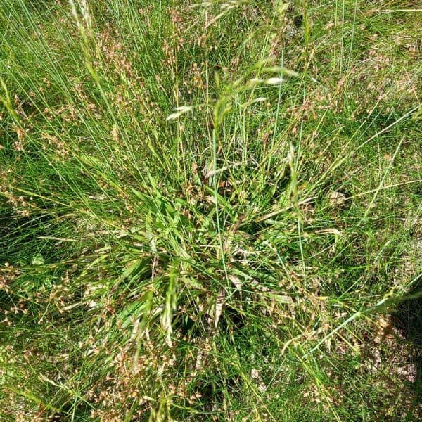 Kevätpiippo – Luzula pilosa – Vårfryle