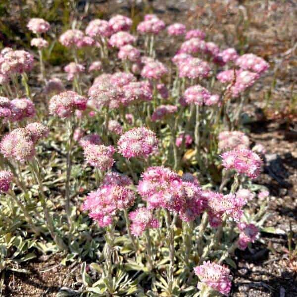 Kissankäpälä – Antennaria dioica – Kattfot