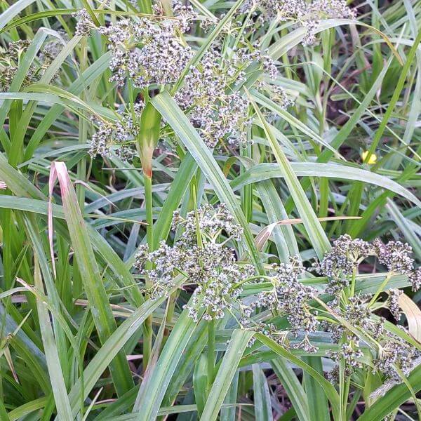 Korpikaisla – Scirpus sylvaticus – Skogssäv