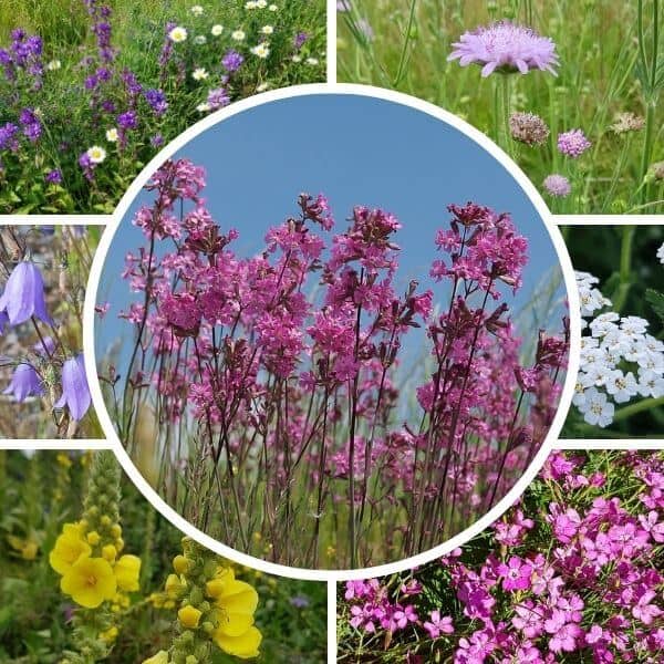 Kuiva niitty siemenseos – monipuolisia kasveja, jotka viihtyvät aurinkoisilla ja kuivilla kasvupaikoilla.