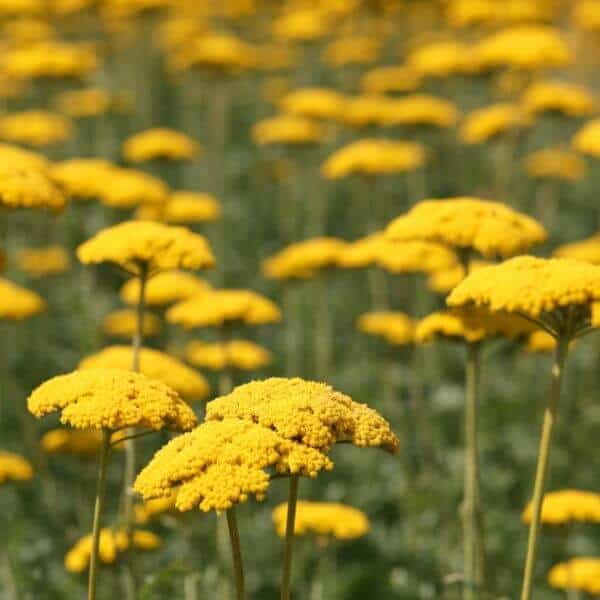 Kultakärsämö – Achillea filipendulina – Praktrölleka