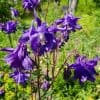Lehtoakileija eli Akileija – Aquilegia vulgaris – Akleja
