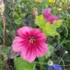 Maloppi – Malope trifida – Praktmalva