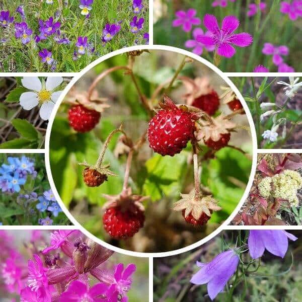 Mansikka-apaja siemenseos – yhdistettynä herkulliset ajomansikat ja luonnonkukat. Metsämansikka Fragaria vesca.