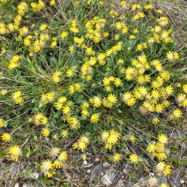 Masmalo – Anthyllis vulneraria – Getväppling