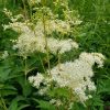 Mesiangervo - Filipendula ulmaria – Älggräs