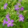 Metsäkurjenpolvi – Geranium sylvaticum – Skogsnäva