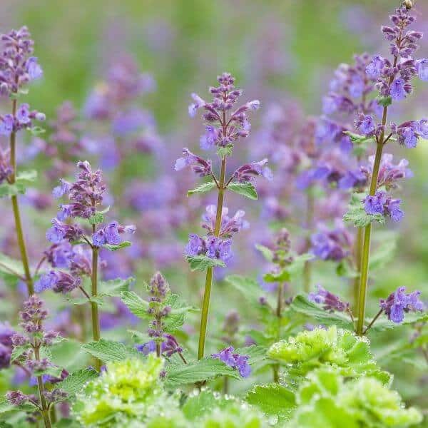 Mirrinminttu – Nepeta × faassenii – Kantnepeta
